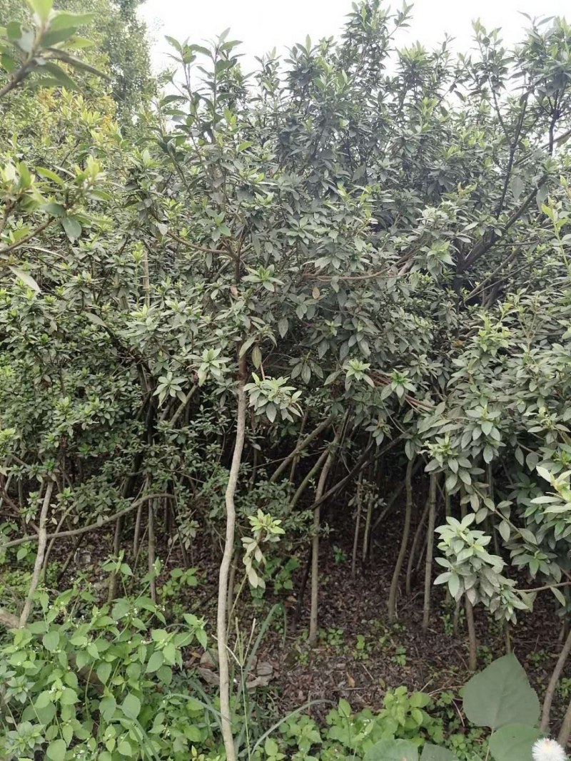 杜鹃条子，高度1-1.5米，数量充足，成都基地批发