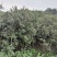 杜鹃条子，高度1-1.5米，数量充足，成都基地批发