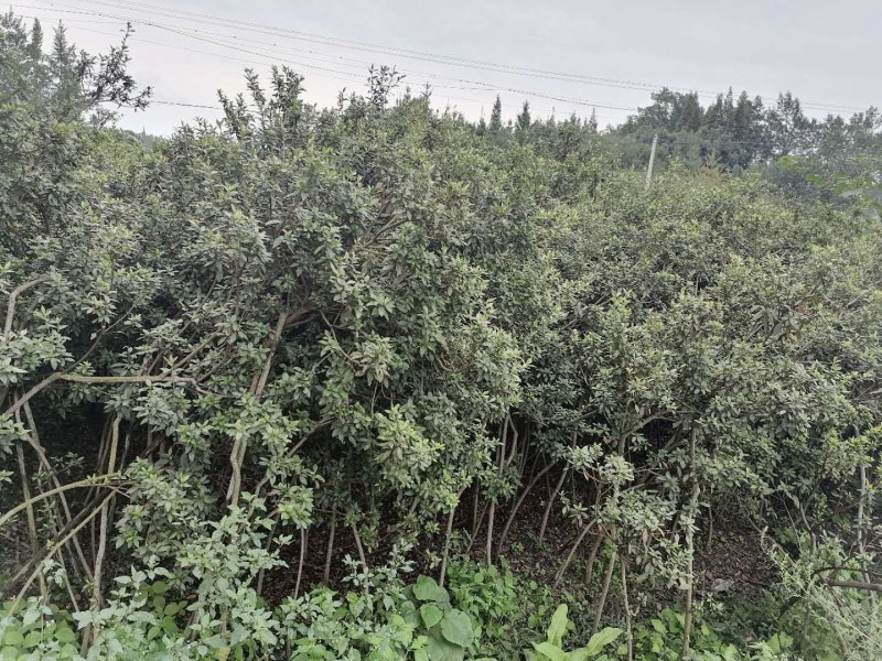杜鹃条子，高度1-1.5米，数量充足，成都基地批发
