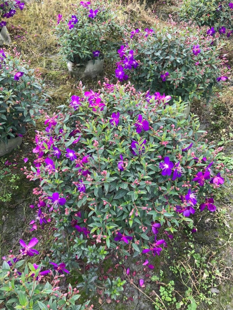 紫牡丹袋苗，30袋，40公分左右，数量充足