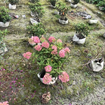 圆锥绣球形造型，高度40-50公分，冠幅40左右。