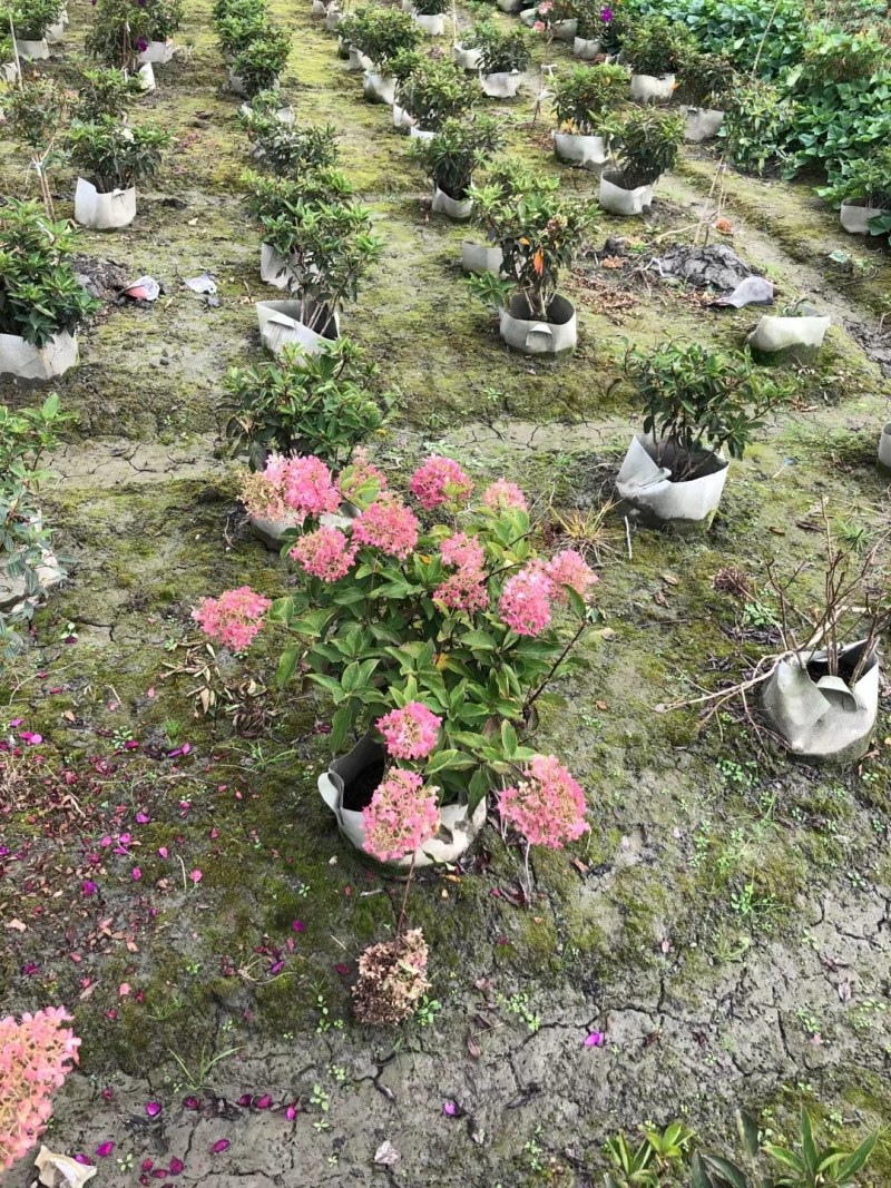 圆锥绣球形造型，高度40-50公分，冠幅40左右。