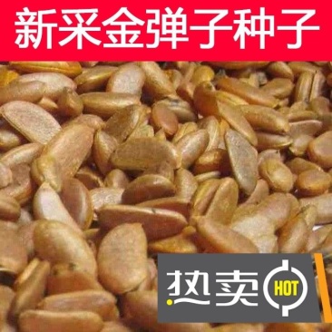 新采金弹子种子川弹子种籽乌柿盆景种子刺柿山柿籽高档名贵盆