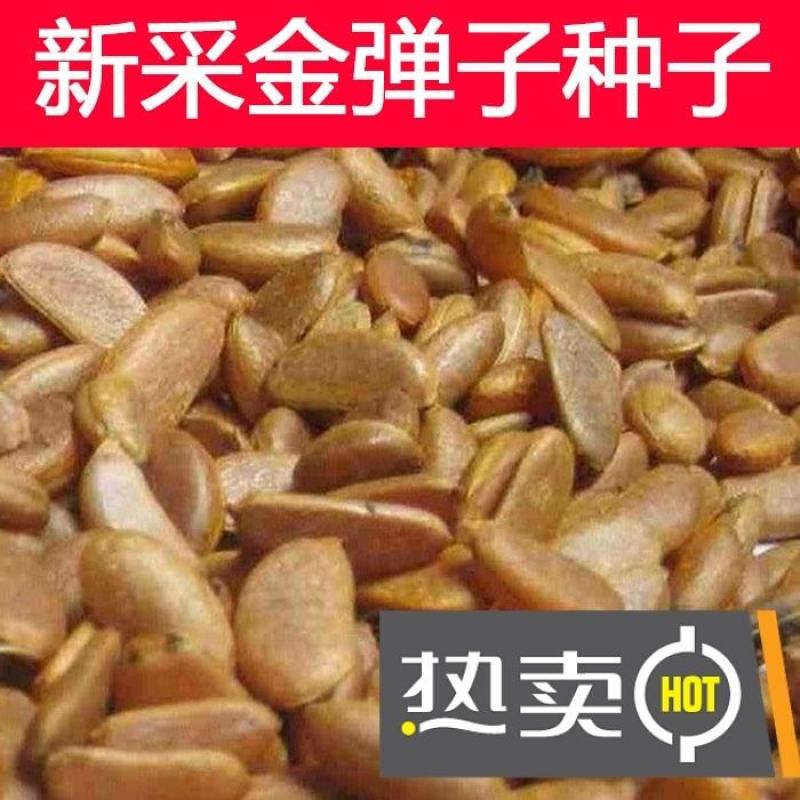 新采金弹子种子川弹子种籽乌柿盆景种子刺柿山柿籽高档名贵盆
