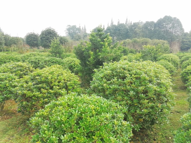 海桐球，高度80-150公分，冠幅70-120公分