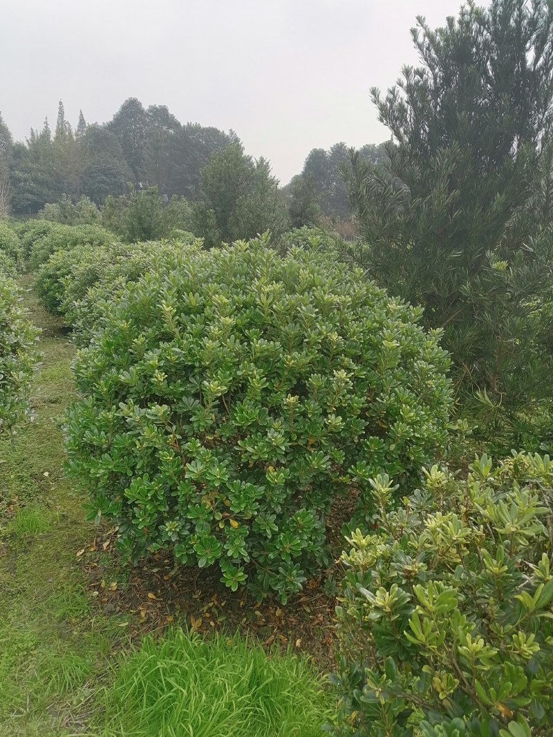海桐球，高度80-150公分，冠幅70-120公分