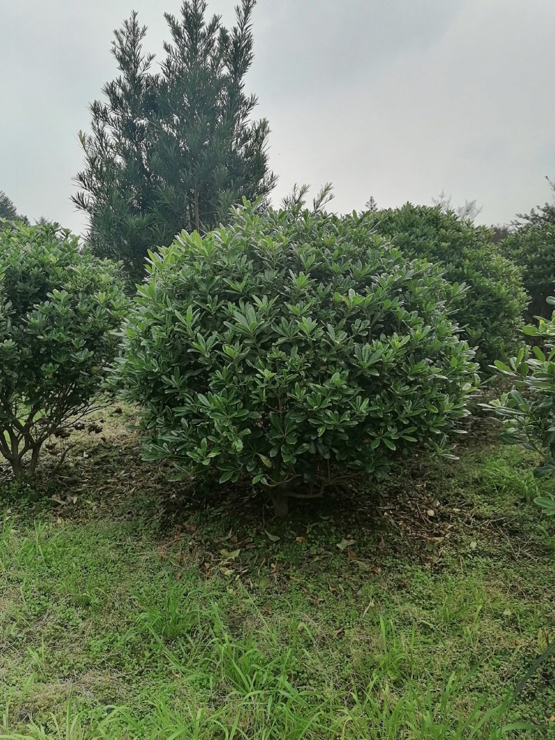 海桐球，高度80-150公分，冠幅70-120公分