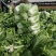 北京青杂三号大白菜，（毛菜）大量供应，货源充足，质量好眼