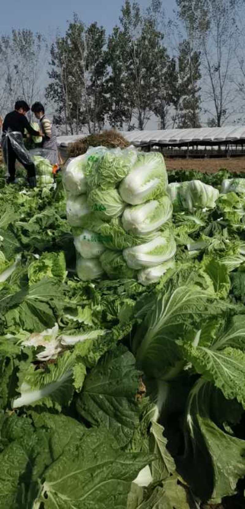 北京青杂三号大白菜，（毛菜）大量供应，货源充足，质量好眼