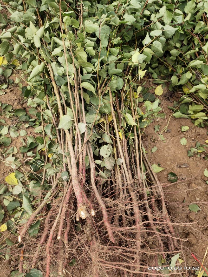 大量供应山杏苗一年当年0.5公分两年苗特价批发自产自销