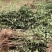 大量供应山杏苗一年当年0.5公分两年苗特价批发自产自销