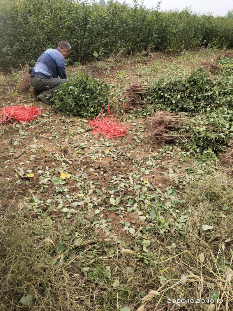 大量供应山杏苗一年当年0.5公分两年苗特价批发自产自销