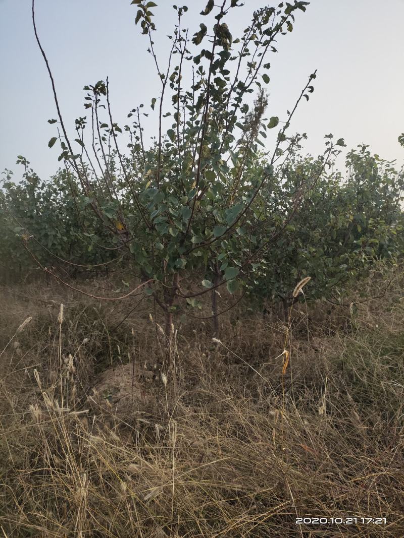 供应定植杏树凯特金太阳3公分4公分5公分已挂果自产自销