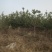 供应定植杏树凯特金太阳3公分4公分5公分已挂果自产自销