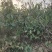 供应定植杏树凯特金太阳3公分4公分5公分已挂果自产自销