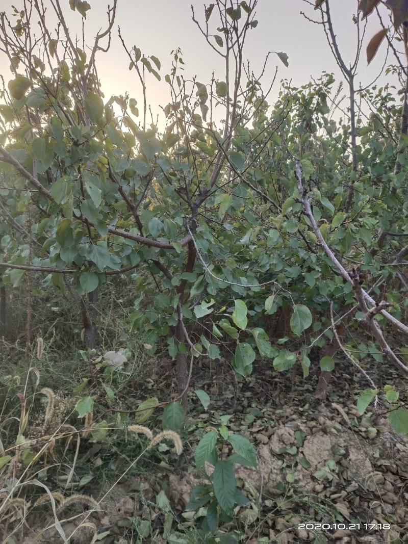 供应定植杏树凯特金太阳3公分4公分5公分已挂果自产自销