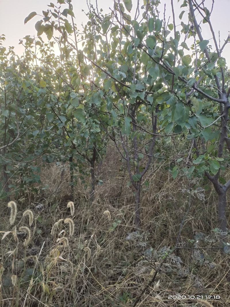 供应定植杏树凯特金太阳3公分4公分5公分已挂果自产自销