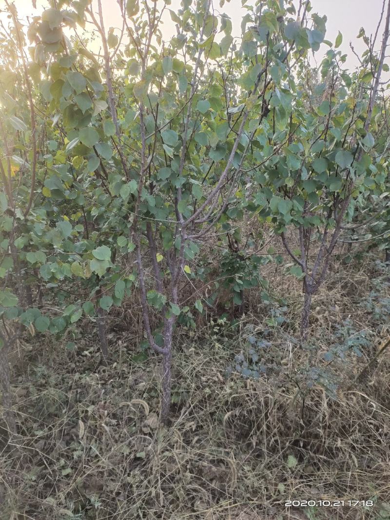 供应定植杏树凯特金太阳3公分4公分5公分已挂果自产自销