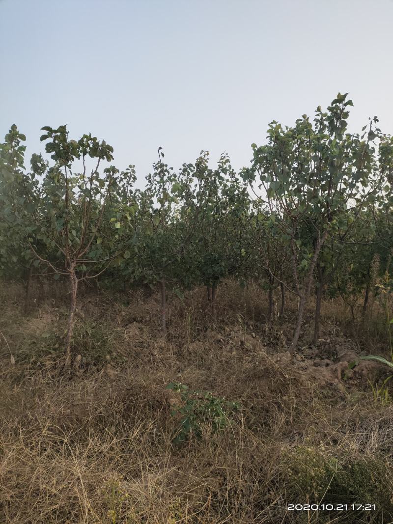 供应定植杏树凯特金太阳3公分4公分5公分已挂果自产自销