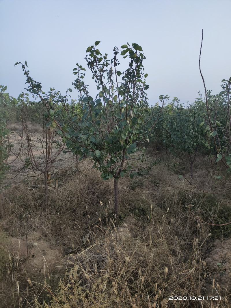 供应定植杏树凯特金太阳3公分4公分5公分已挂果自产自销
