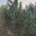 供应定植杏树凯特金太阳3公分4公分5公分已挂果自产自销