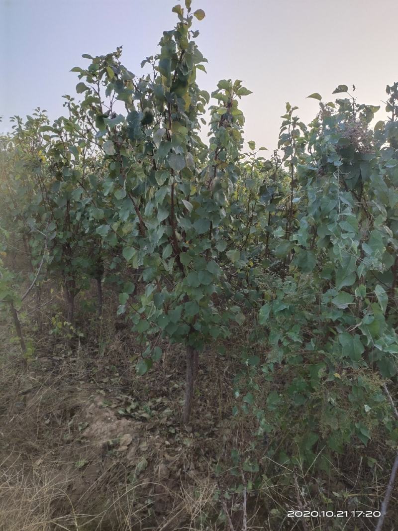 供应定植杏树凯特金太阳3公分4公分5公分已挂果自产自销