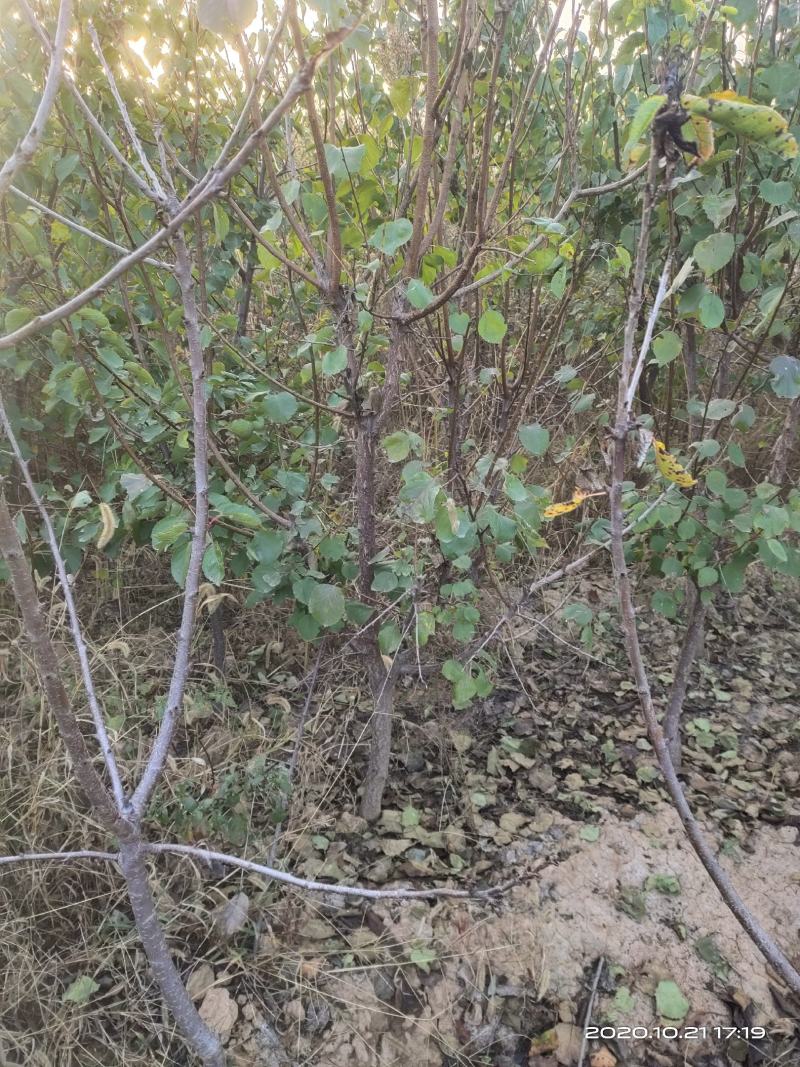 供应定植杏树凯特金太阳3公分4公分5公分已挂果自产自销