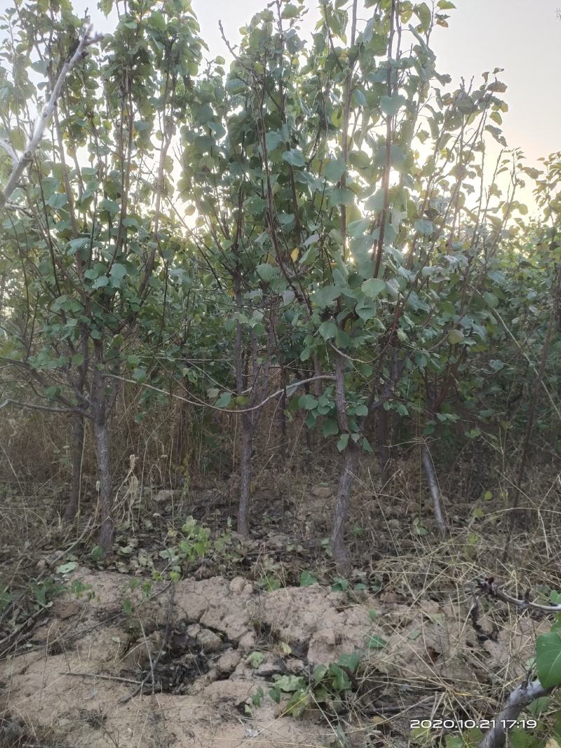 供应定植杏树凯特金太阳3公分4公分5公分已挂果自产自销