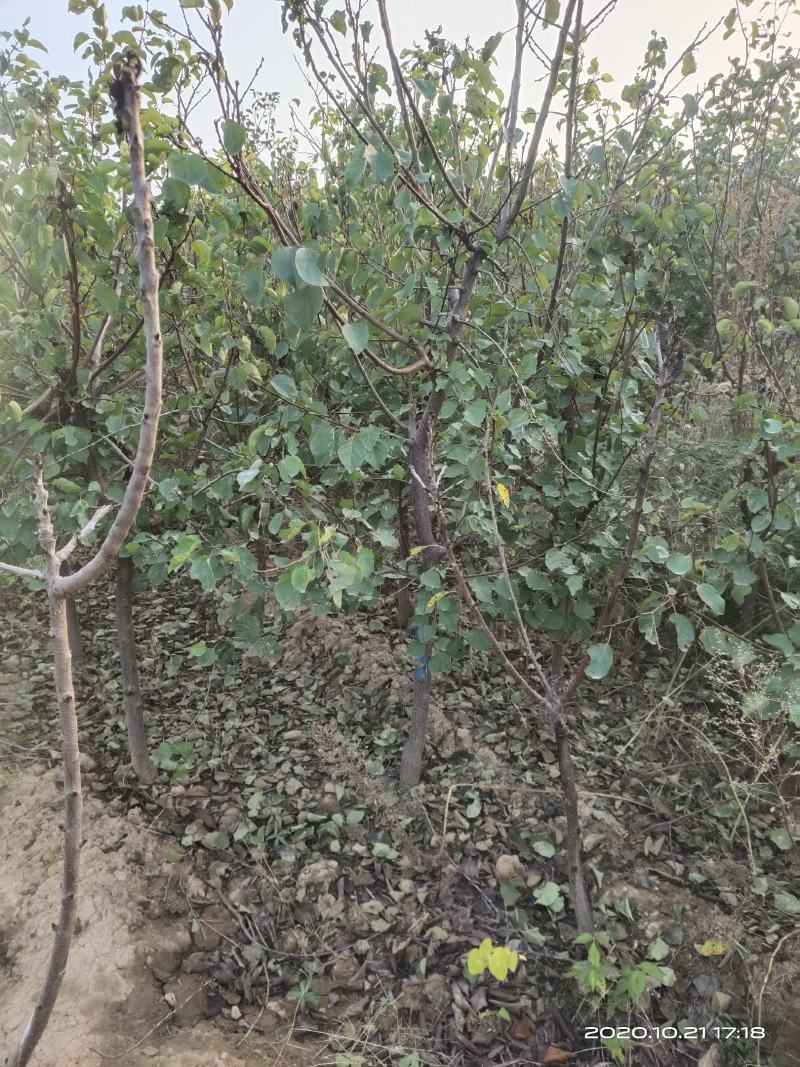供应定植杏树凯特金太阳3公分4公分5公分已挂果自产自销