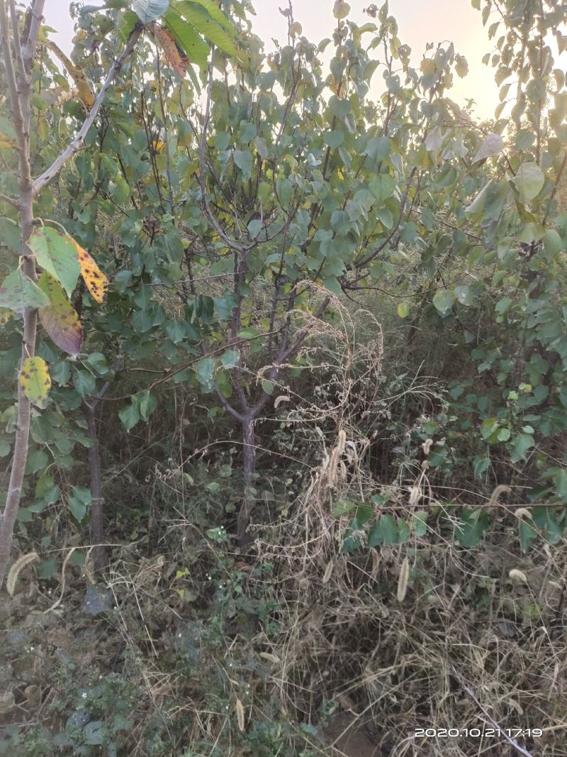 供应定植杏树凯特金太阳3公分4公分5公分已挂果自产自销