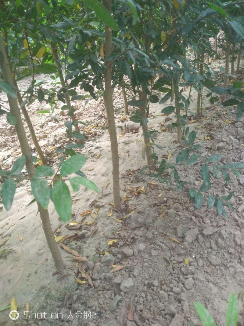 红心软籽石榴树苗，高品质，好质量，诚信，产地直发