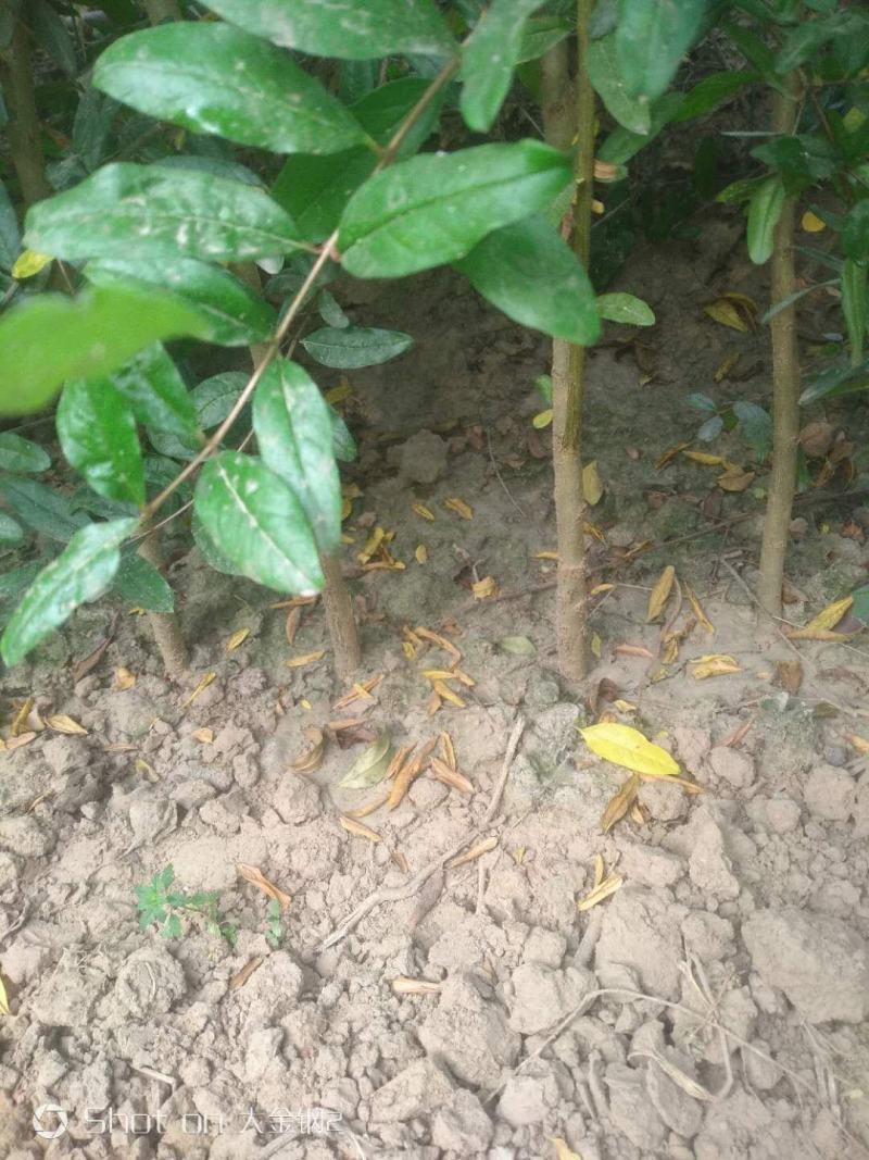 红心软籽石榴树苗，高品质，好质量，诚信，产地直发
