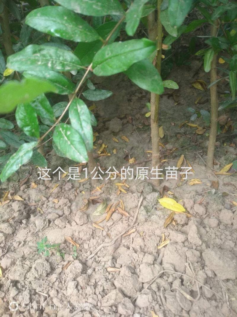 红心软籽石榴树苗，高品质，好质量，诚信，产地直发