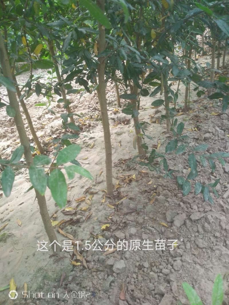 红心软籽石榴树苗，高品质，好质量，诚信，产地直发