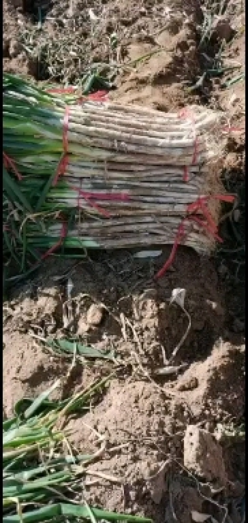 大葱毛葱2cm左右40cm