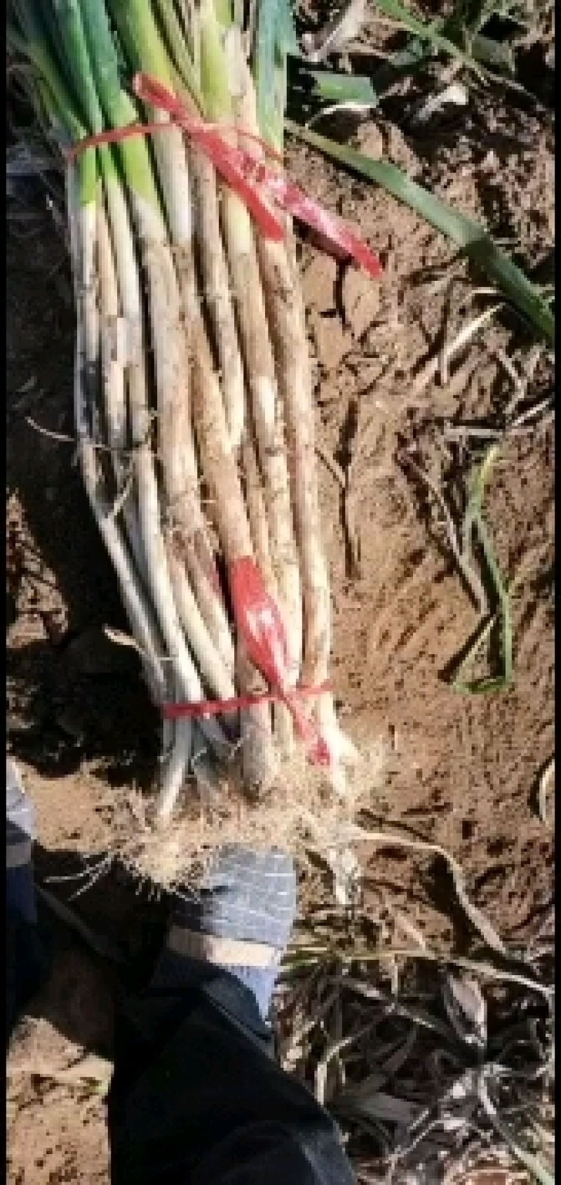 大葱毛葱2cm左右40cm