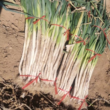 大葱毛葱2cm左右40cm