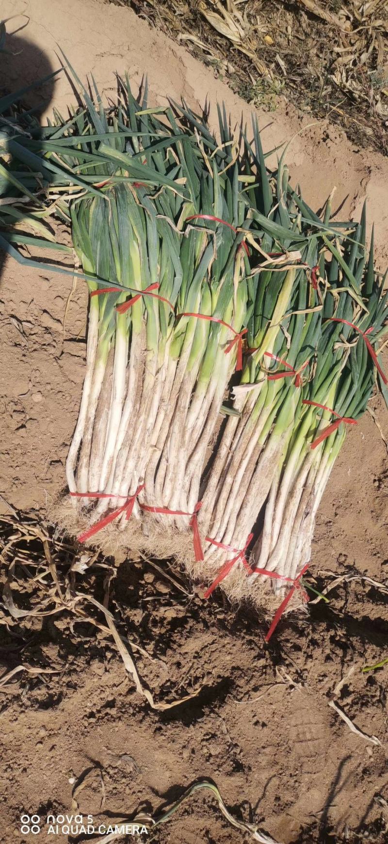 大葱毛葱2cm左右40cm