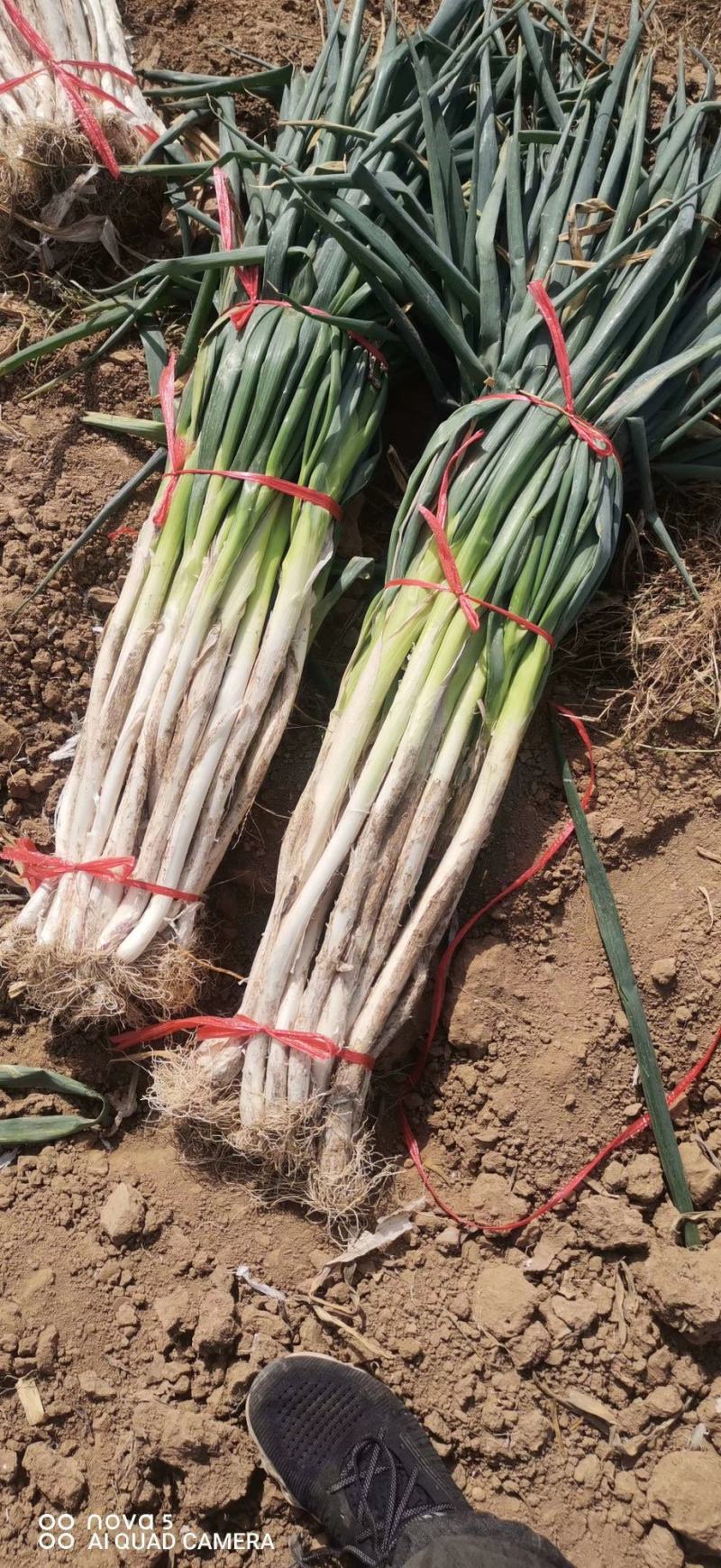 大葱毛葱2cm左右40cm