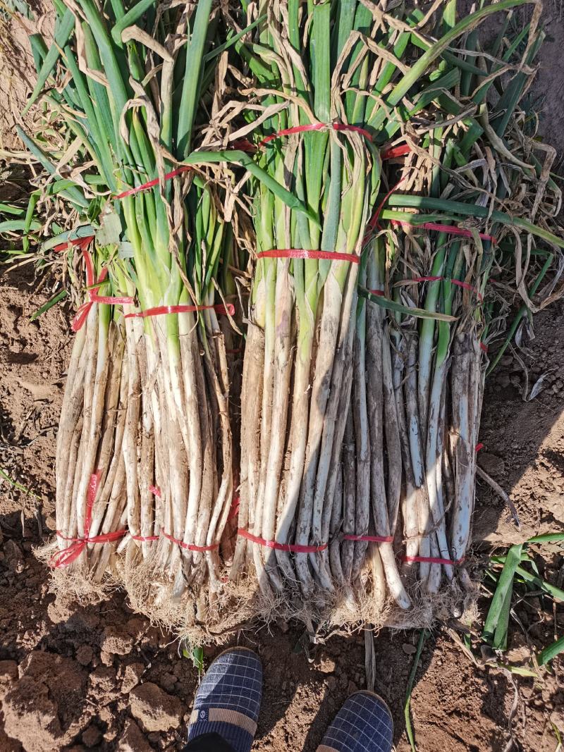 大葱毛葱2cm左右40cm
