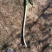大葱毛葱2cm左右40cm