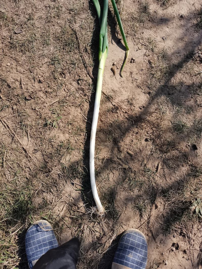大葱毛葱2cm左右40cm