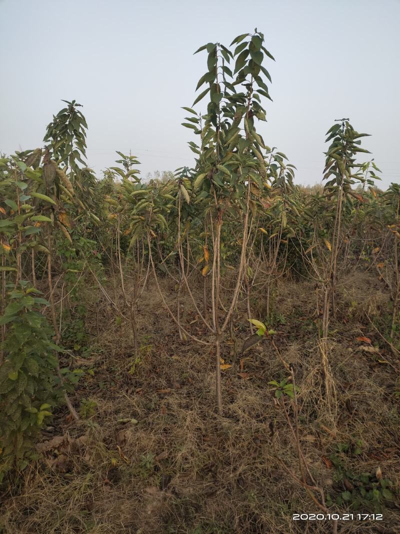 出售樱桃树车厘子树3公分4公分5公分自产自销