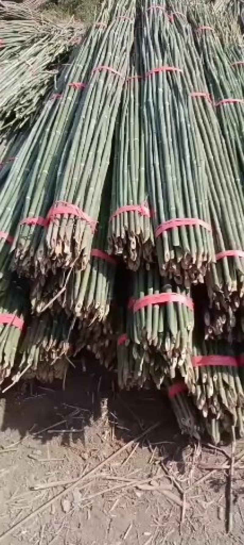 湖南批发竹竿自产自销豆角，黄瓜，西红柿架等属于通货规格