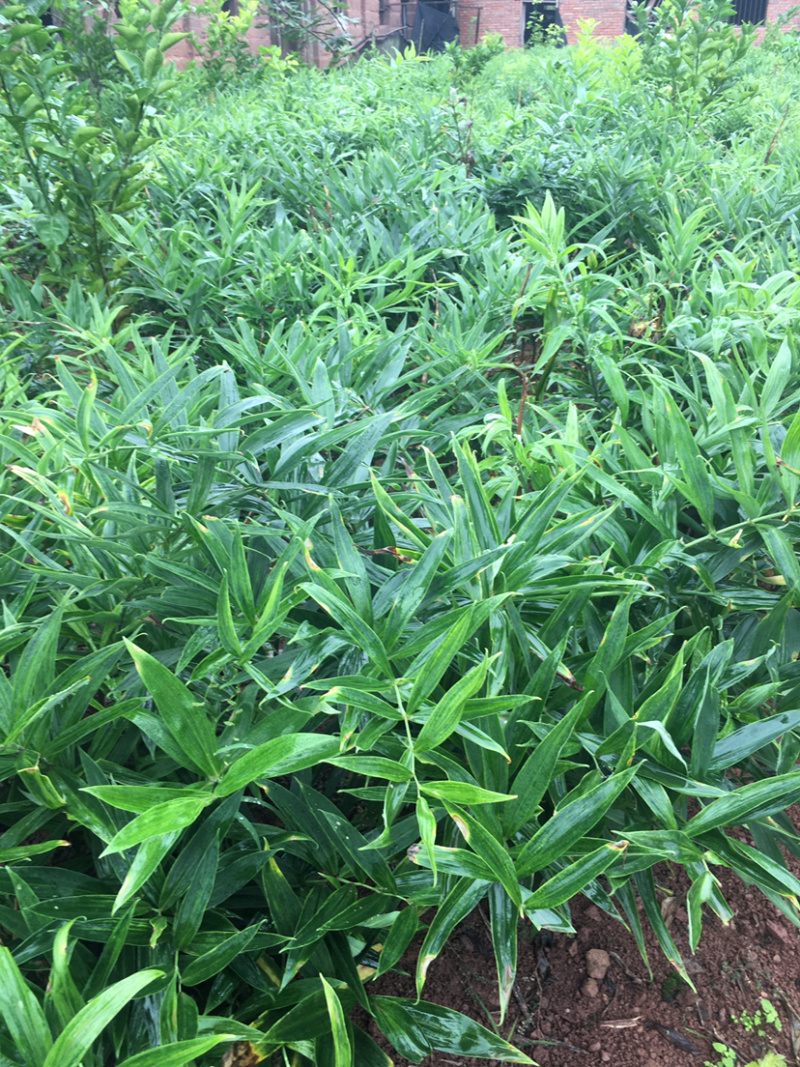 黄精苗多花姜形不到苗（药典品种）高杆高产货真价实
