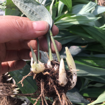 黄精种苗多花姜形不倒苗（药典品种）高产量甜黄精基地批发