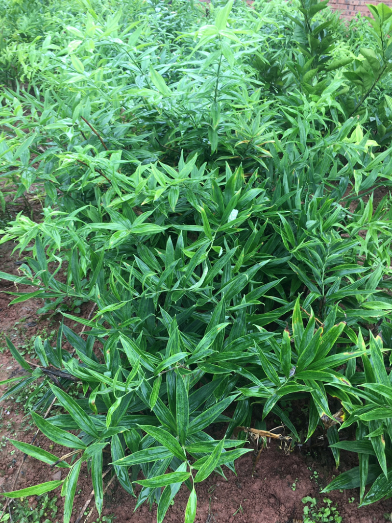 黄精种苗多花姜形不倒苗（药典品种）高产量甜黄精基地批发