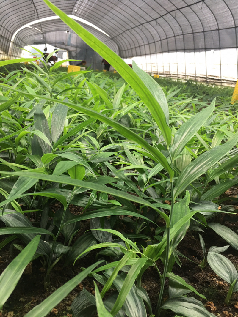 黄精种苗多花姜形不倒苗（药典品种）高产量甜黄精基地批发