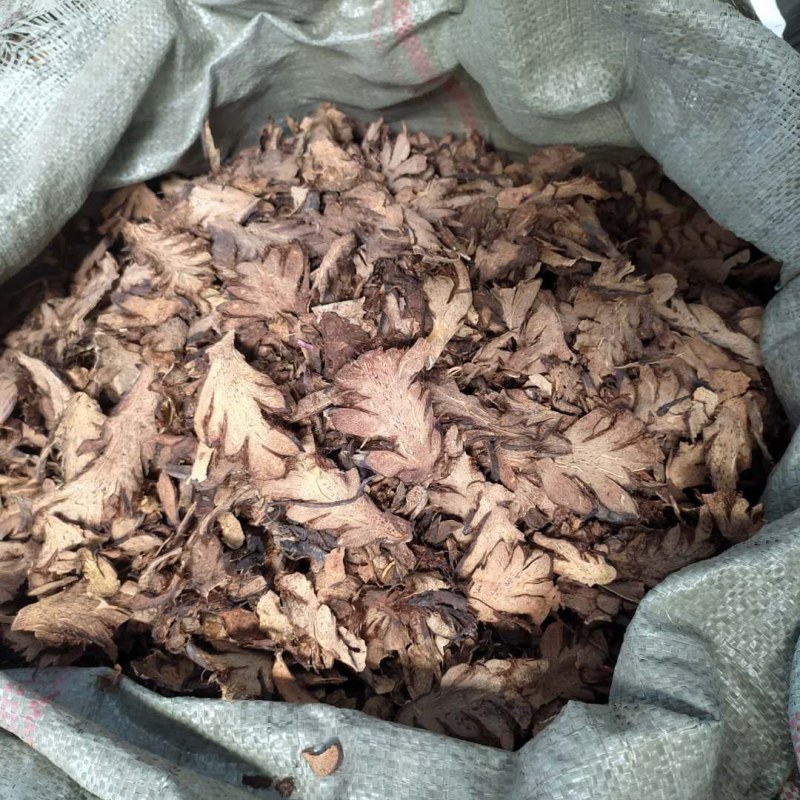 贯众产地直供支持线上交易可搭配多品种采购大货联系客服