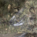 七里香无硫磺熏蒸一公斤起批